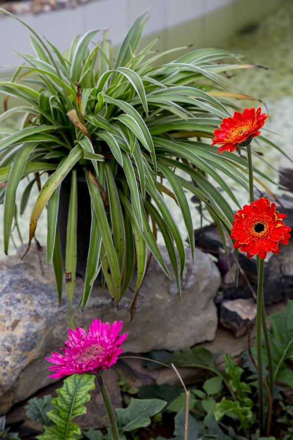 Tam Coc Palm House Villa Ninh Binh Eksteriør bilde